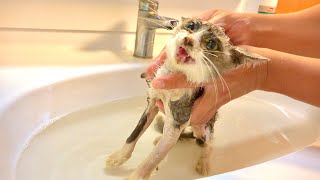 Flea-ridden kitten shampoo