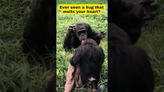 This Chimp Hug Will Melt Your Heart!