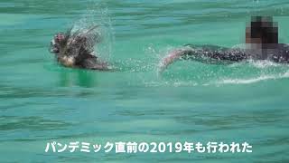 動物の恐怖を娯楽にする糸満ハーレーのアヒル取り競争を終わらせてください