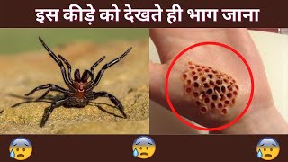 5 Most Dangerous Insects in the World #2 || दुनिया के सबसे खतरनाक जानवर पार्ट 2