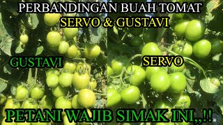 TOMAT SERVO DAN GUSTAFI ||| SAMA SAMA LEBAT DAN SUBUR