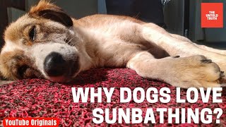 Why Dogs Love Sunbathing?