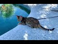 savannah cat loves water maple the f3 savannah cat