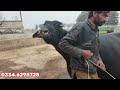 چاچامنظورپربانہ 6بھینسیں برائےفروخت2جنوری2024 pure neli nili ravi buffalo for sale on eitfaaq