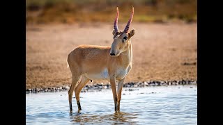 Saiga Antelope The Endangered Survivor with an Alien Like Nose!