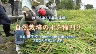 自然栽培の米を稲刈りー立山農学校・Commons Tateyamaー