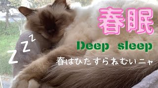 眠い眠い気持ちいいぐらい眠い【春眠】Deep sleep（バーマン猫）Birman/Cat