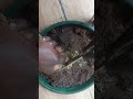 how to make acid soil