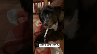 【Noel】初めての牛皮ガム#dog #多頭飼い #mix犬 #犬のいる暮らし #개 #シープー #ペット #わんこ #日常 #おやつ