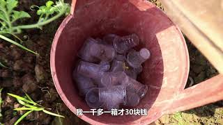 好兄弟种植了六亩多西瓜，一亩仅2000元成本？小哥去采访他说了什么