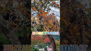 關仔嶺紅葉公園楓紅(附歌詞)2024/12/31