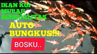 HARGA IKAN KOI MURAH BERKUALITAS || KOI MURAH BERGARANSI