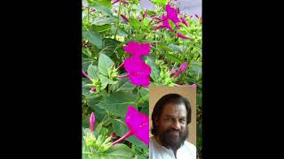 Nalumanipoove Nalumanipoove.... KJ Yesudas