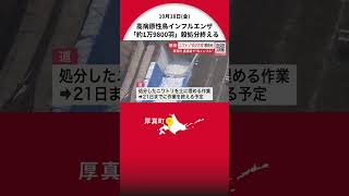 【高病原性鳥インフルエンザ】ニワトリ“約2万羽”の殺処分完了 土に埋める作業続く…21日までに清掃や消毒含め作業終える予定 今シーズン国内初の養鶏場での感染 北海道厚真町