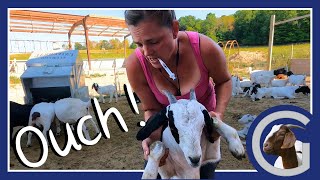 Virtual Fence Training \u0026 Doctoring a Leg | Vlog 27 | Meat Goat Farming, NoFence Collars