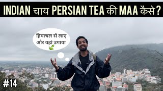 How Indian tea is mother of Iran tea | Lahijan , Iran | Iran tourist places | Iran vlog | Hindi vlog