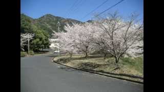 名残の桜　落花始まる　③　風景写真館　福岡県直方市畑