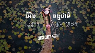 ជីវិត និងធម្មជាតិ Life and Nature in Cambodia