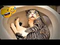 You Laugh You Lose😽🐶Funniest Dogs and Cats 2024😽🐶