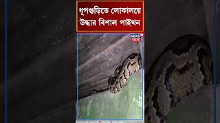 Dhupguri তে লোকালয়ে একটি বাড়ি থেকে উদ্ধার বিশালাকার Python | Bangla News | #shorts