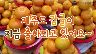 제주도 감귤이 지금 출하되고 있어요~🍊