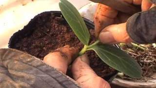 すいか接ぎ　熊本 植木すいか