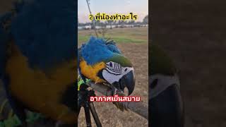 นกแก้ว #เปิดการมองเห็น #macaw #birds #bird #น่ารัก #นกแก้ว #ความสุข #สัตว์โลกน่ารัก #สัตว์เลี้ยง