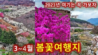 2023년 3월과 4월 봄꽃여행지/광양매화마을/하동십리벚꽃/영취산 진달래/수선화/임자도 튤립/비슬산 참꽃