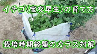 イチゴ（宝交早生）の育て方（栽培時期終盤のカラス対策）