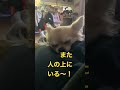 必ず乗ってくるチワワっす。 チワワ 犬 おもしろ short