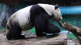 20201010 團團竹葉啃很久 點心吃完吐舌頭 Giant Panda Tuan Tuan