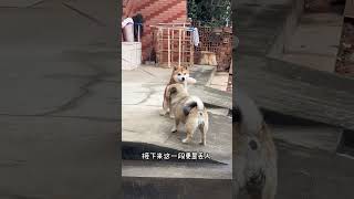 柴犬福满满 萌宠出道计划 神奇动物在抖音 狗狗 回村后的狗