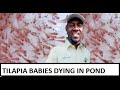 WHAT CAUSES A SERIES OF DEATH IN TILAPIA FOOD FISH POND