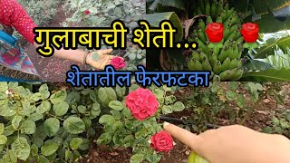 गुलाबाची शेती 🌹🌹🌱 शेतातील फेरफटका | चला थोडी सैर करुया...| Rose farming 🧺 jejuri ranmala