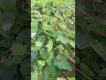 village potol parwal point gourd farming farming