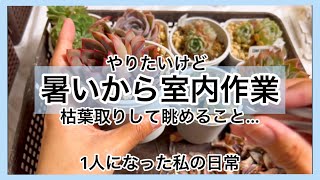 [多肉植物]やりたいけど暑いから室内作業^_^1人になった私の戯言