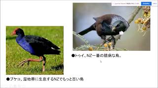 【オンラインセミナー】ニュージーランドの本当の自然と先住民マオリ族についてーNZの原生林とマオリ文化との関連性。　その①