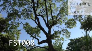 【4K/HD動画素材FST008】森、林、樹々【Stock Footage Video】forest, tree