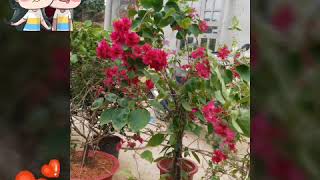Tình yêu theo những công trình