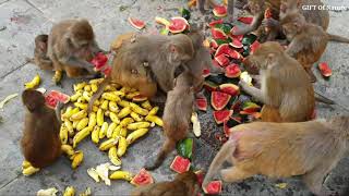 A man feed food and fruits to the Hanuman G / monkey