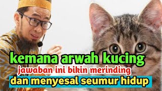 ternyata bukan main main‼️bikin merinding dan menyesal seumur hidup !! kemana arwah kucing