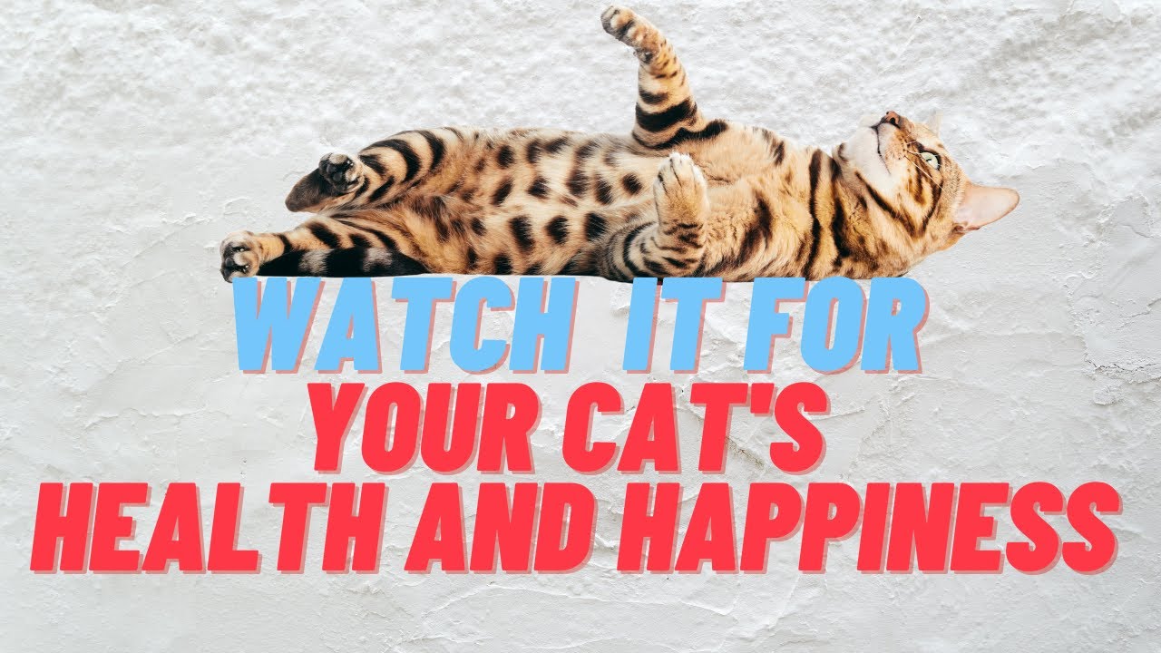 4 Tips For Keeping Your Cat Healthy And Happy Youtube