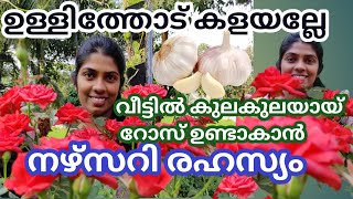 റോസ് കുലകുലയായ് ഉണ്ടാകാൻ |ഉള്ളിത്തോട് കളയല്ലേ റോസ് |Rose plant care Tips