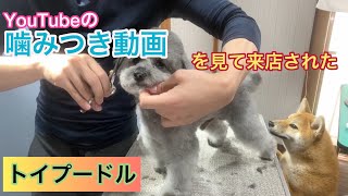 噛み犬でもトリミングを受け入れてることを知り来店してくれたトイプードルのココちゃん