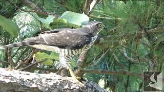 ツミの若鳥が食事中です/Japanese sparrowhawk