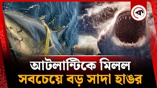 সবচেয়ে বড় সাদা হাঙরের সন্ধান | White Shark | Atlantic Ocean | Kalbela