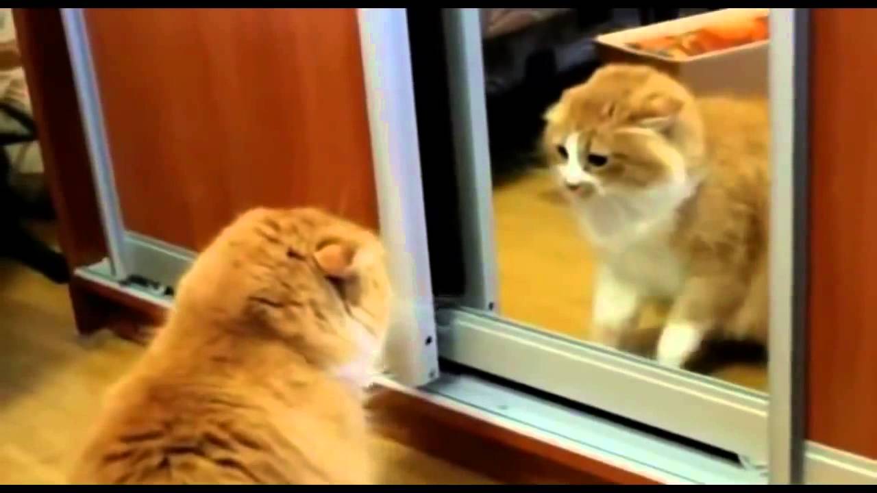 Funny Angry Cats Compilation 2015 Youtube