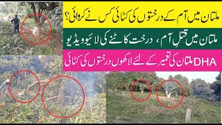 dha multan mango trees cutting |Is DHA Housing Society Responsible for Cutting Mango Trees in Multan