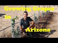 Planting Grapevines in AZ | Wine Grapes in the Desert