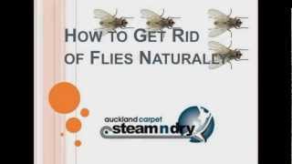 Fly Control - Rid of Flies Naturally